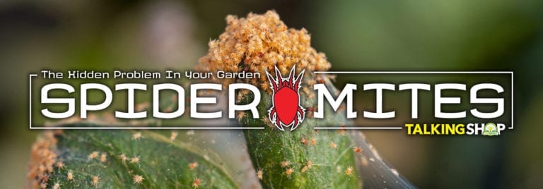 Spider Mites - How to Identify, Prevent, and Get Rid of Them