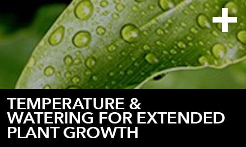 htg-info-center-ask-the-doc-articles-temperature-and-watering-for-extended-plant-growth-thumbnail