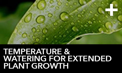 Temperature & Watering for Extended Plant Growth
