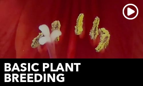 Htg Info Center Ask The Doc Basic Plant Breeding Thumbnail