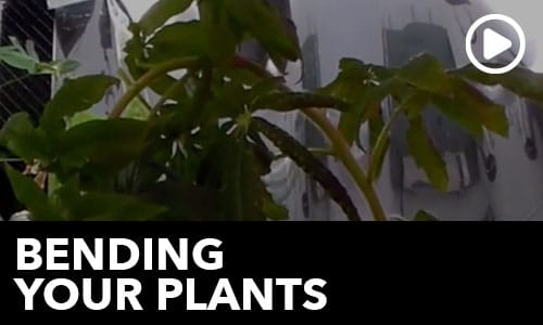 Htg Info Center Ask The Doc Bending Your Plants Thumbnail