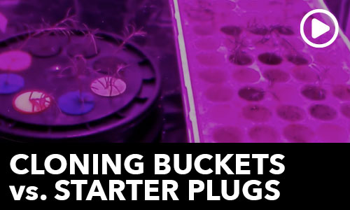 Cloning Bucket VS Starter Plugs