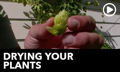 Htg Info Center Ask The Doc Drying Your Plants Thumbnail