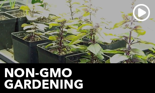 Non-GMO Gardening