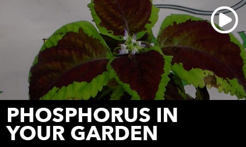 Htg Info Center Ask The Doc Phosphorus In Your Garden Thumbnail