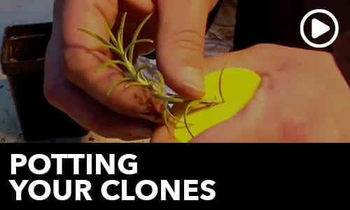 htg-info-center-ask-the-doc-potting-your-clones-thumbnail