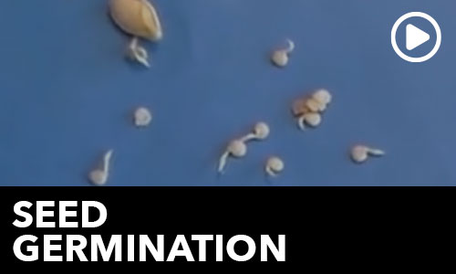 Seed Germination