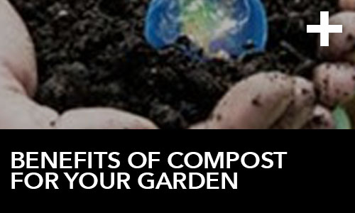 Benefits of Compost for Your Garden