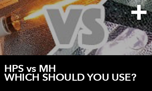 HPS Grow Lights VS MH Grow Lights – Which Should You Use?