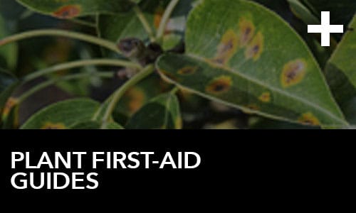 Htg Info Center Ask The Doc Articles Plant First Aid Guides Thumbnail