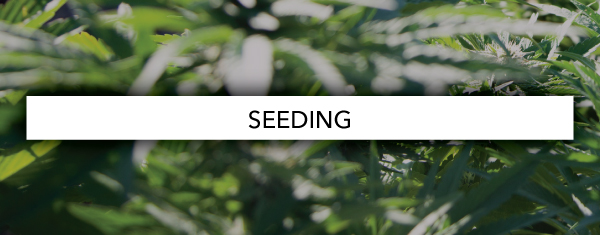 Seeding