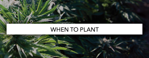 When To Plant
