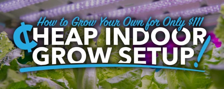 Cheap Indoor Grow Setup: How to Grow Your Own for Only $111