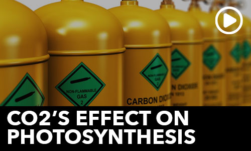 Ask the Doc: Photosynthesis and CO2