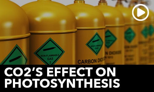 Htg Info Center Ask The Doc Co2S Effect On Photosynthesis Thumbnail