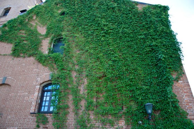 Green Facade - Vines Naturally Growing on Building