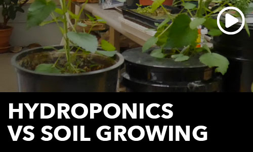 Hydroponics Vs Soil Growing: Ask the Doc
