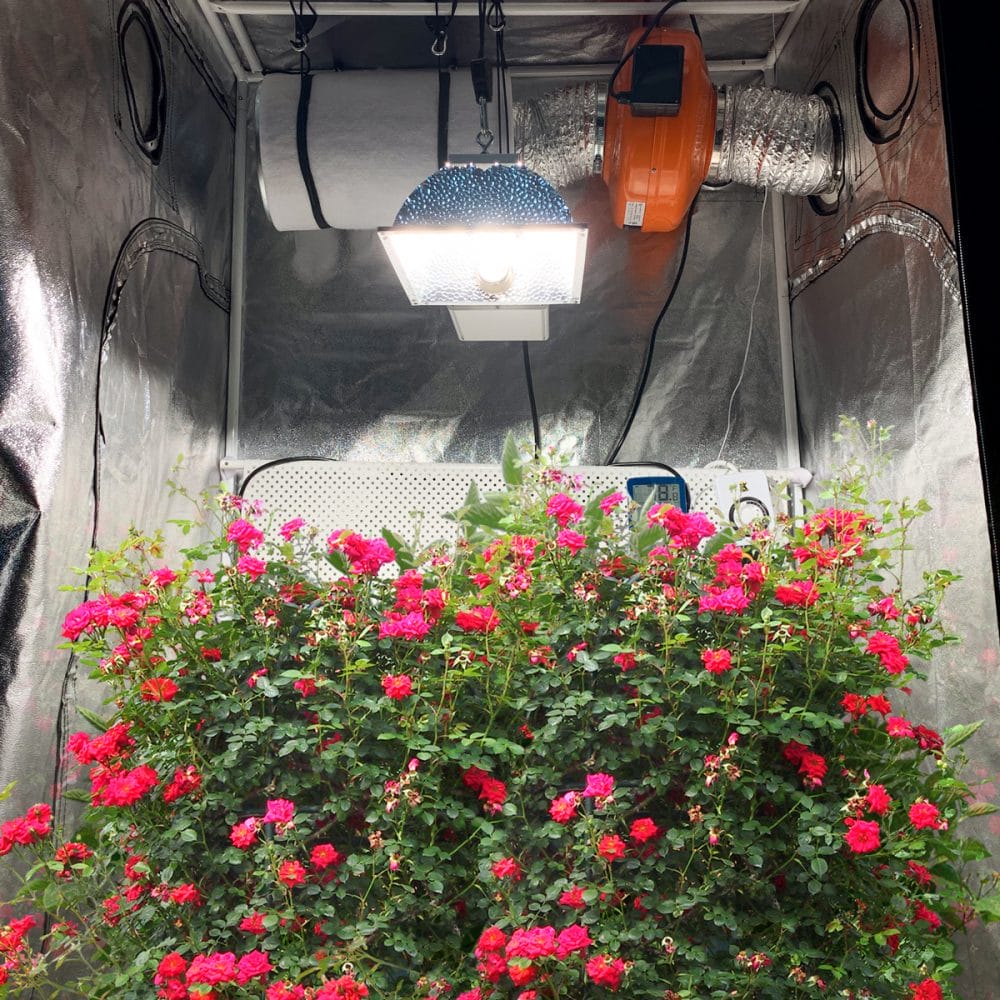 315w cmh deals grow light