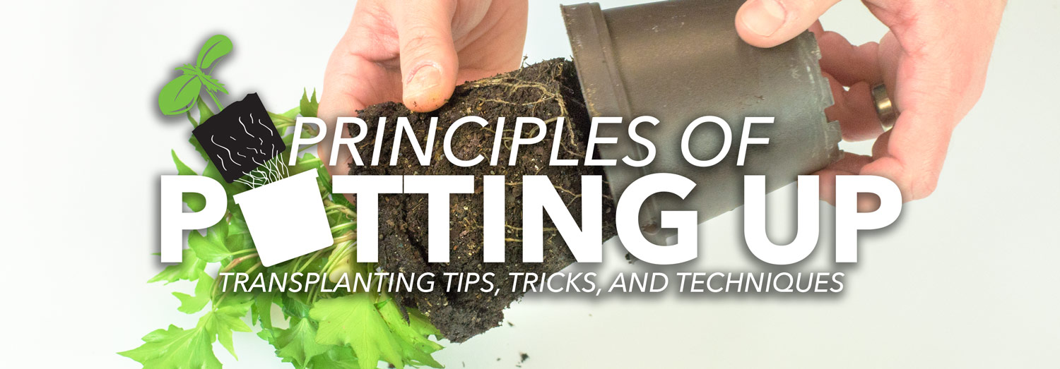 Learn How to Transplant Seedlings and Plants Step By Step