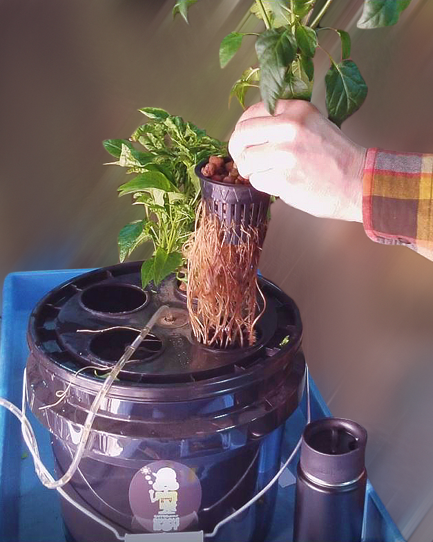 Transplanting Hydroponic Seedlings and Growing Plants