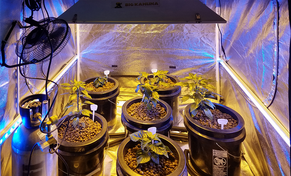 Grow Tent With HPS Lighting & Supplemental LED Lighting