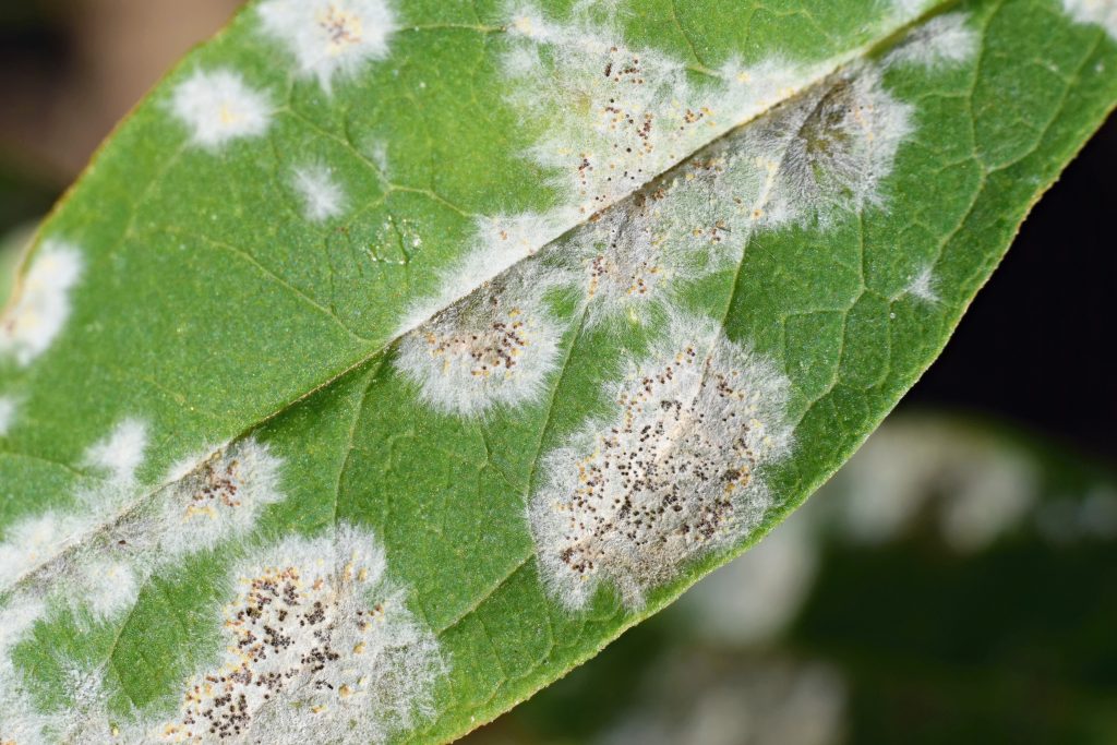 Powdery Mildew on Plant