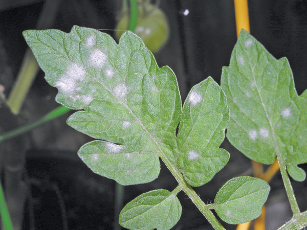 Powdery Mildew on Plant