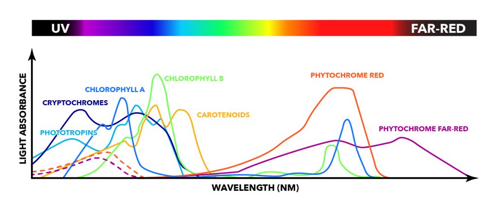 Photosynthetic Absorption Spectrum
