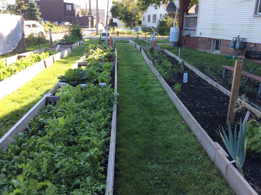 Row of Urban Crops