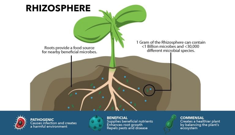 Beneficial Soil Microbiology