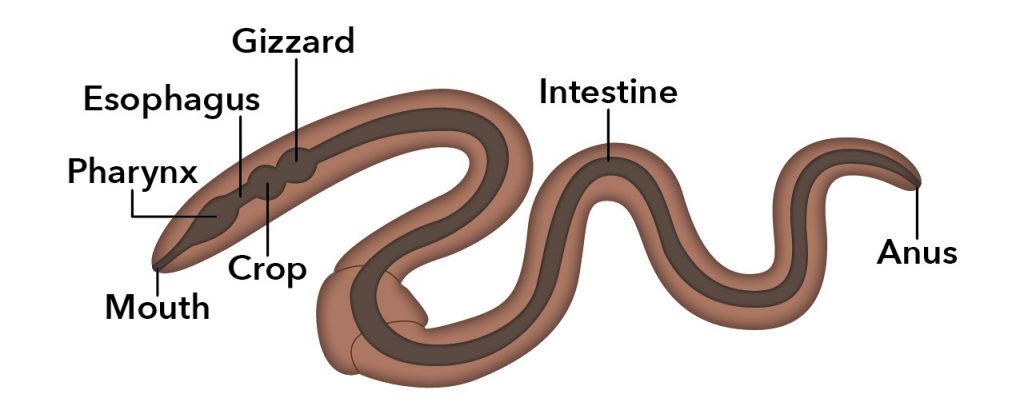 Worm Anatomy