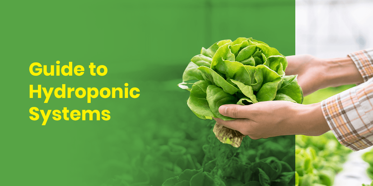 Guide to Hydroponic Systems