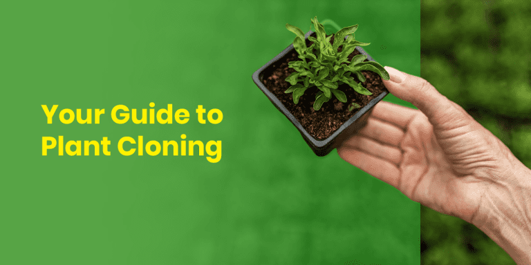 Your Guide to Plant Cloning