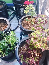 Example of Plants Growing in an Ebb & Flow System Example of Plants Growing in an Ebb & Flow System